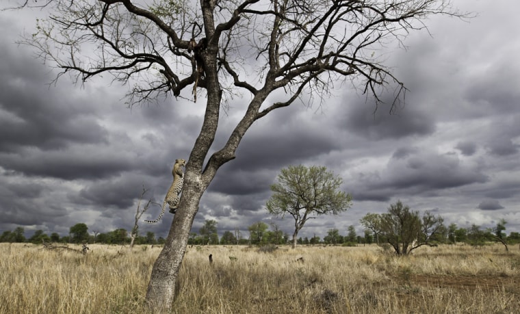 Du Toit captured this image of a leopard deftly climbing a tree.